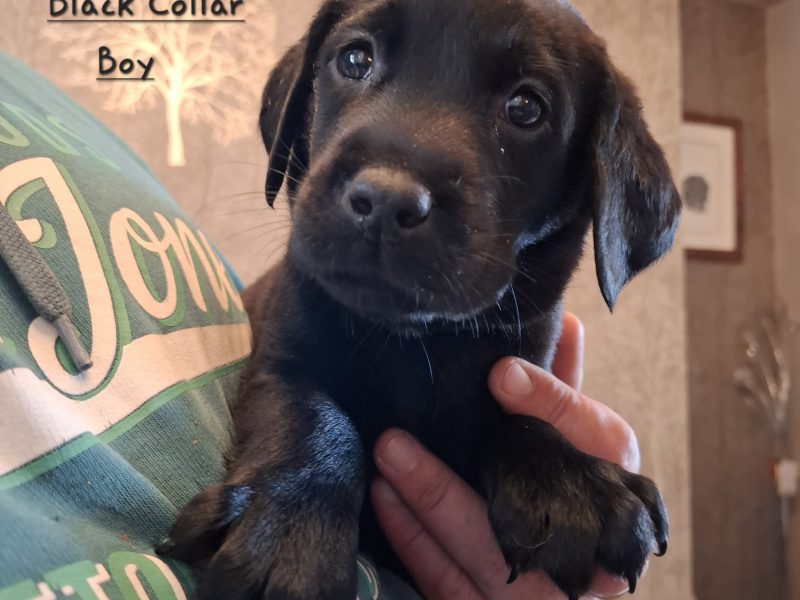 Beautiful Black Labrador Puppies