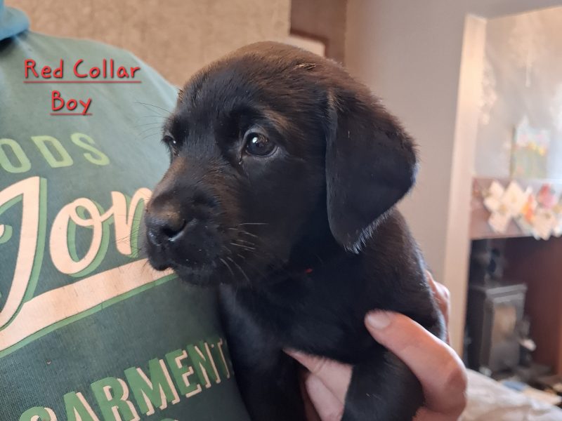 Beautiful Black Labrador Puppies