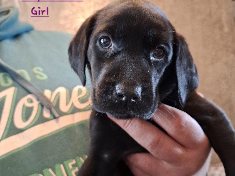 Beautiful Black Labrador Puppies