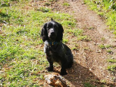Cooker spaniel bitch (part Trained )
