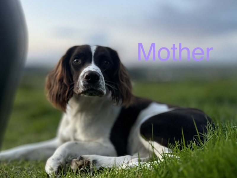 Working KC Springer Spaniel Puppies