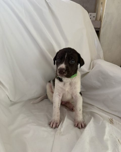 GWP X WEIMSKY puppies for sale