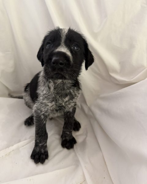 GWP X WEIMSKY puppies for sale