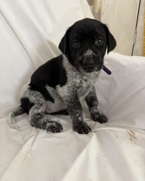 GWP X WEIMSKY puppies for sale