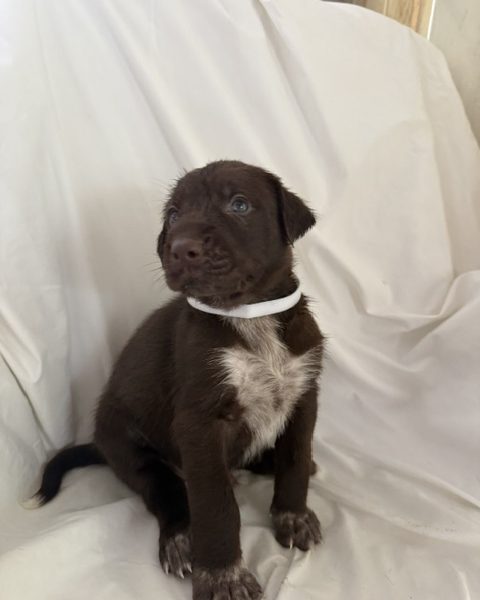 GWP X WEIMSKY puppies for sale