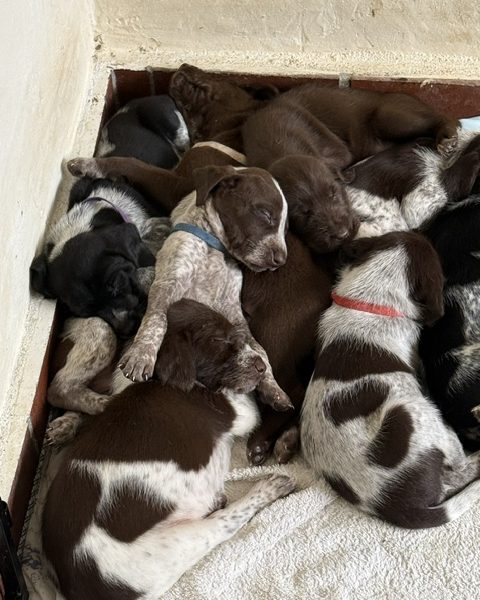 GWP X WEIMSKY puppies for sale