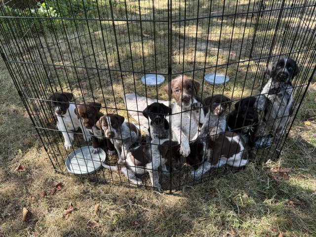 GWP X WEIMSKY puppies for sale
