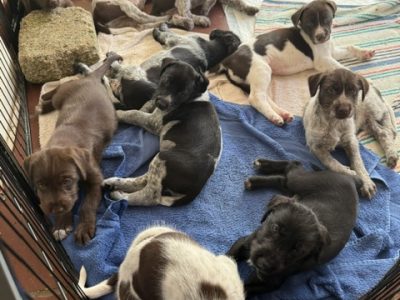 GWP X WEIMSKY puppies for sale