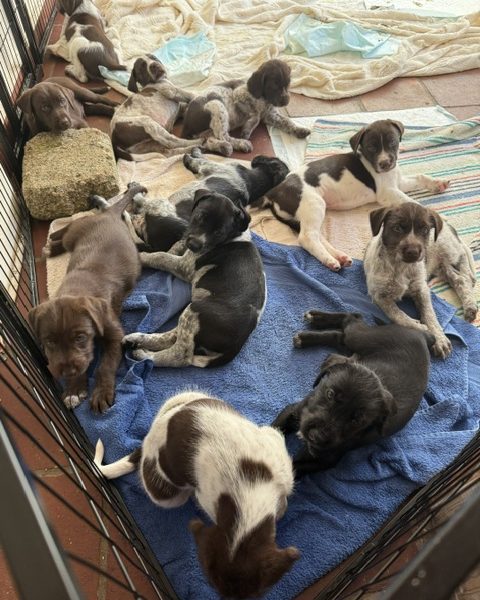 GWP X WEIMSKY puppies for sale