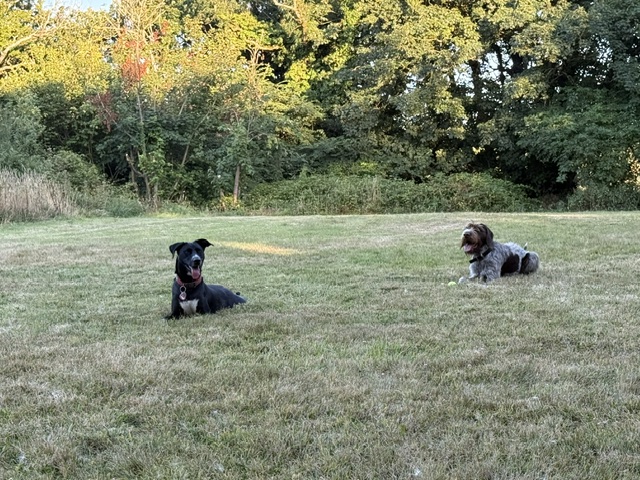 GWP X WEIMSKY puppies for sale