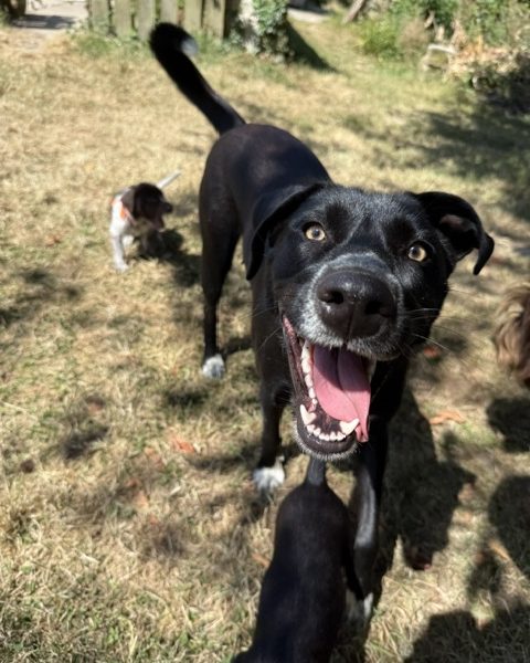 GWP X WEIMSKY puppies for sale