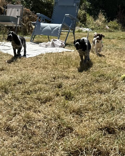 GWP X WEIMSKY puppies for sale