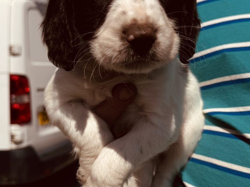 Working KC Springer Spaniel Puppies