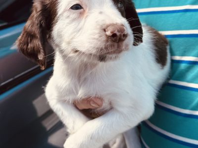 Working KC Springer Spaniel Puppies