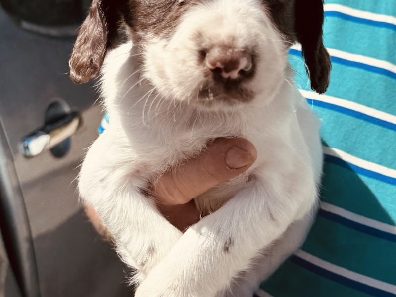Working KC Springer Spaniel Puppies