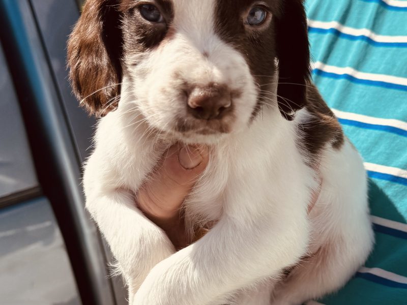 Working KC Springer Spaniel Puppies