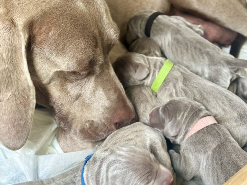 KC Weimaraner puppies for sale