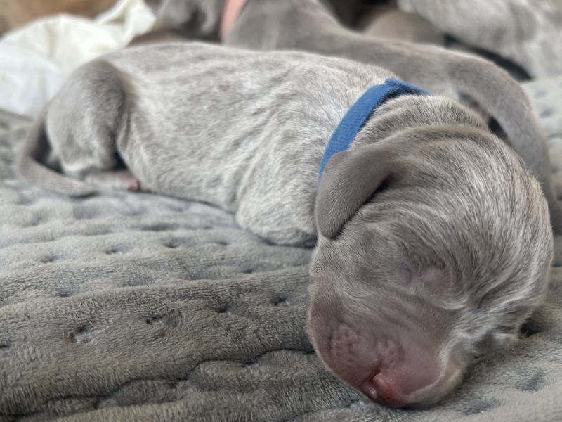 KC Weimaraner puppies for sale