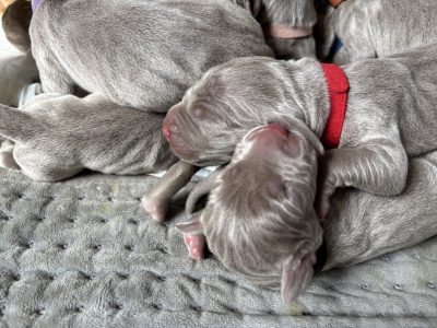 KC Weimaraner puppies for sale