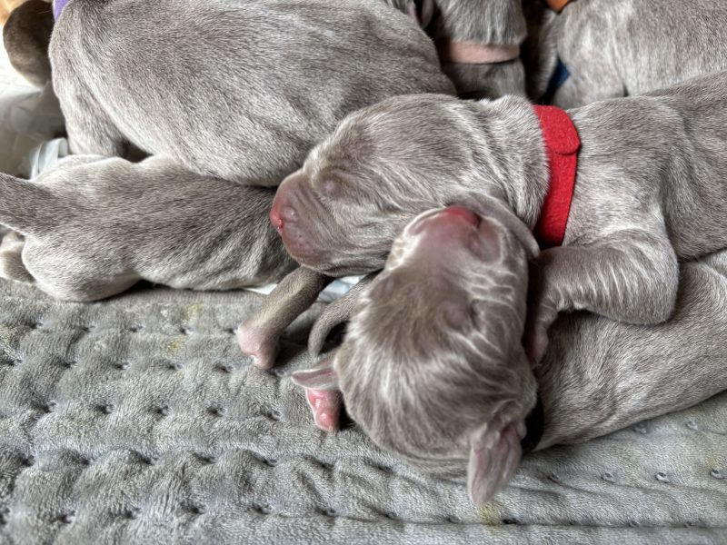 KC Weimaraner puppies for sale