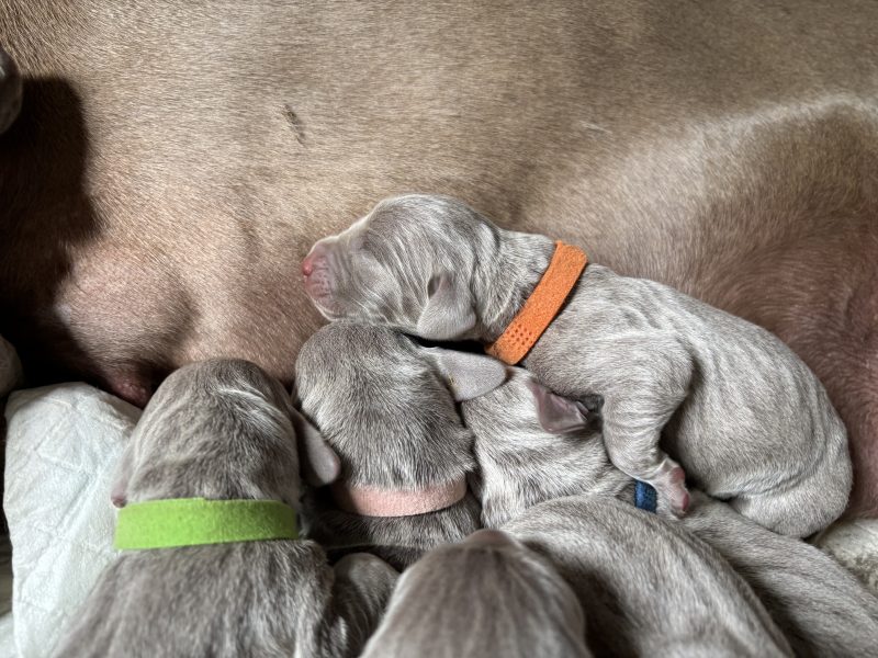 KC Weimaraner puppies for sale