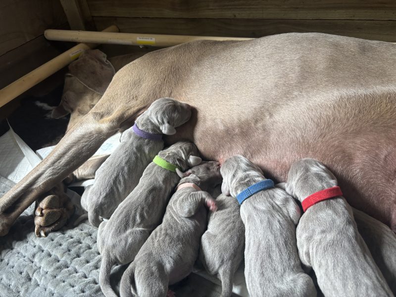 KC Weimaraner puppies for sale