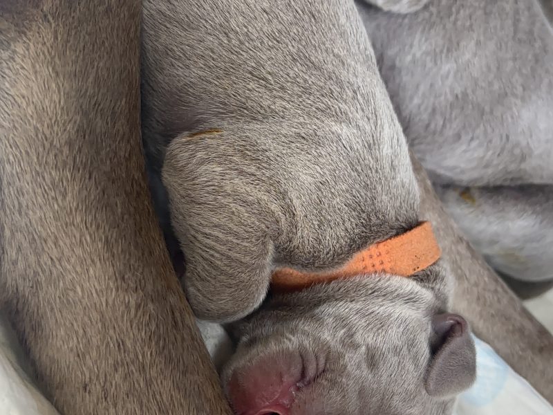 KC Weimaraner puppies for sale
