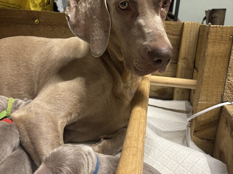 KC Weimaraner puppies for sale