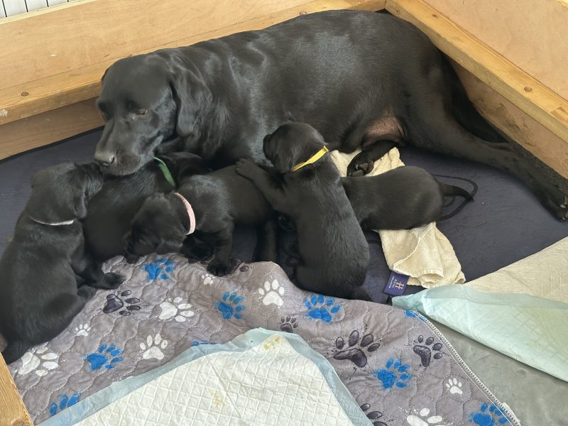 Chunky black labrador puppies