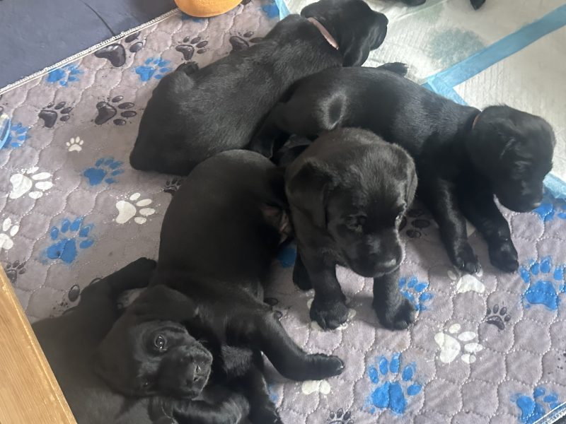 Chunky black labrador puppies