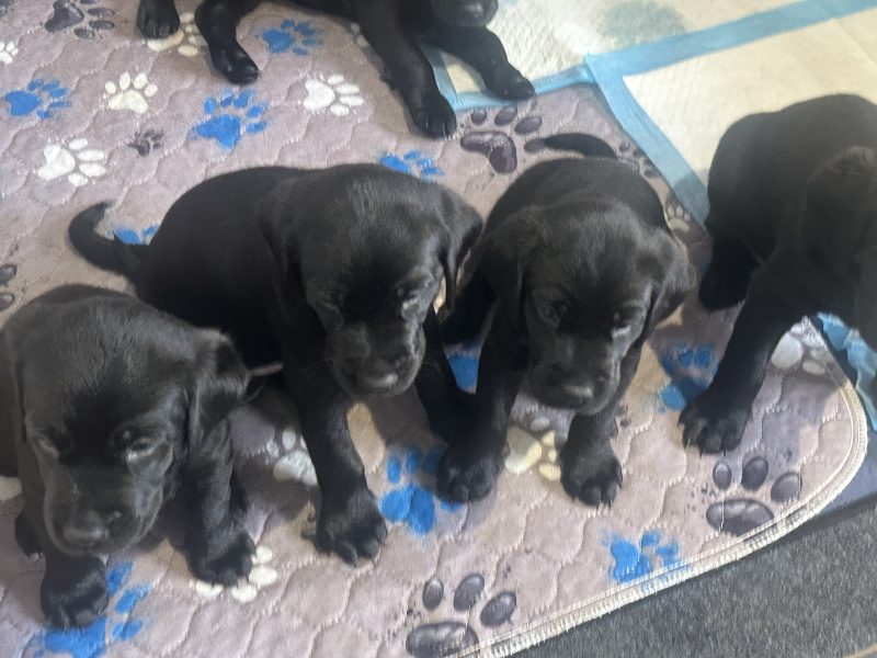 Chunky black labrador puppies