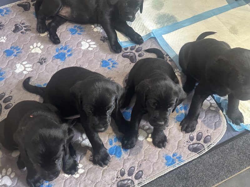 Chunky black labrador puppies
