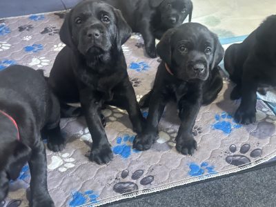 Chunky black labrador puppies