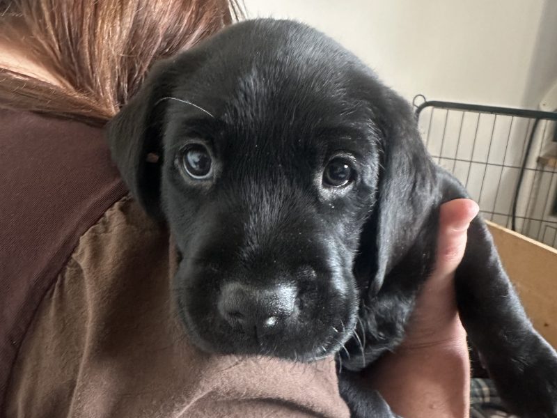 Chunky black labrador puppies