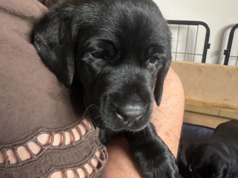Chunky black labrador puppies