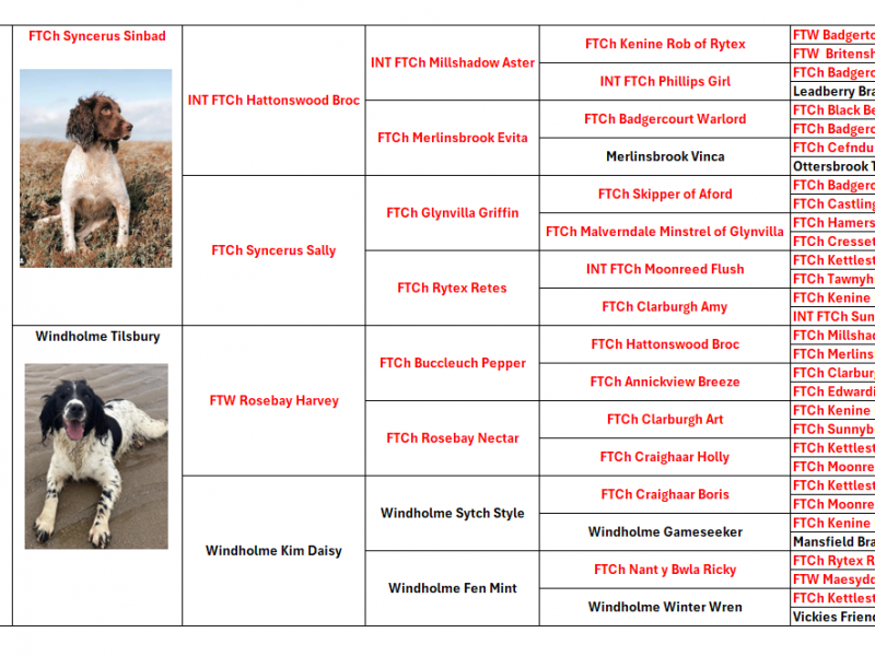 Tess – KC Registered Springer Spaniel Bitch