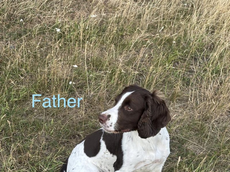 Working KC Springer Spaniel Puppies
