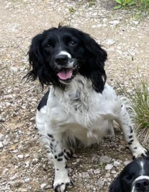 Tess – KC Registered Springer Spaniel Bitch
