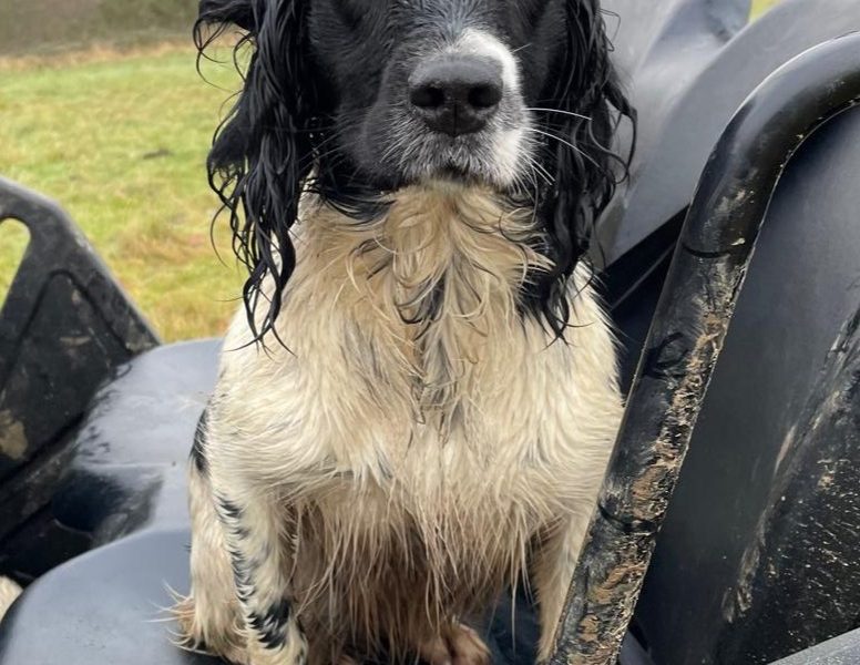 Tess – KC Registered Springer Spaniel Bitch