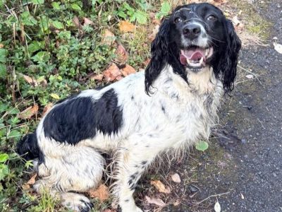 Tess – KC Registered Springer Spaniel Bitch
