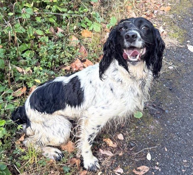 Tess – KC Registered Springer Spaniel Bitch
