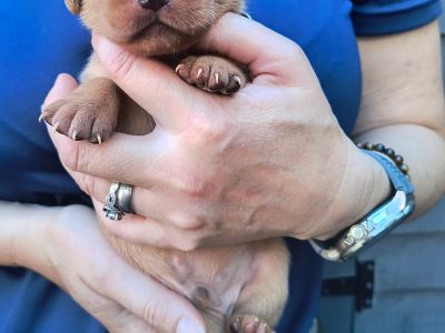 FTW KC registered working Labrador puppies black and yellow