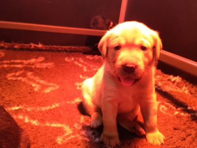 FTW KC registered working Labrador puppies black and yellow