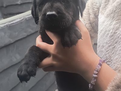 FTW KC registered working Labrador puppies black and yellow