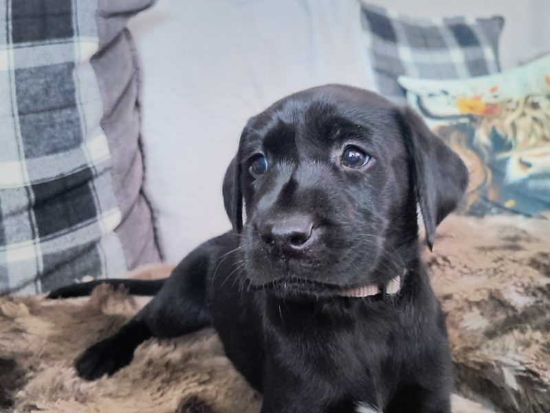 FTW KC registered working Labrador puppies black and yellow