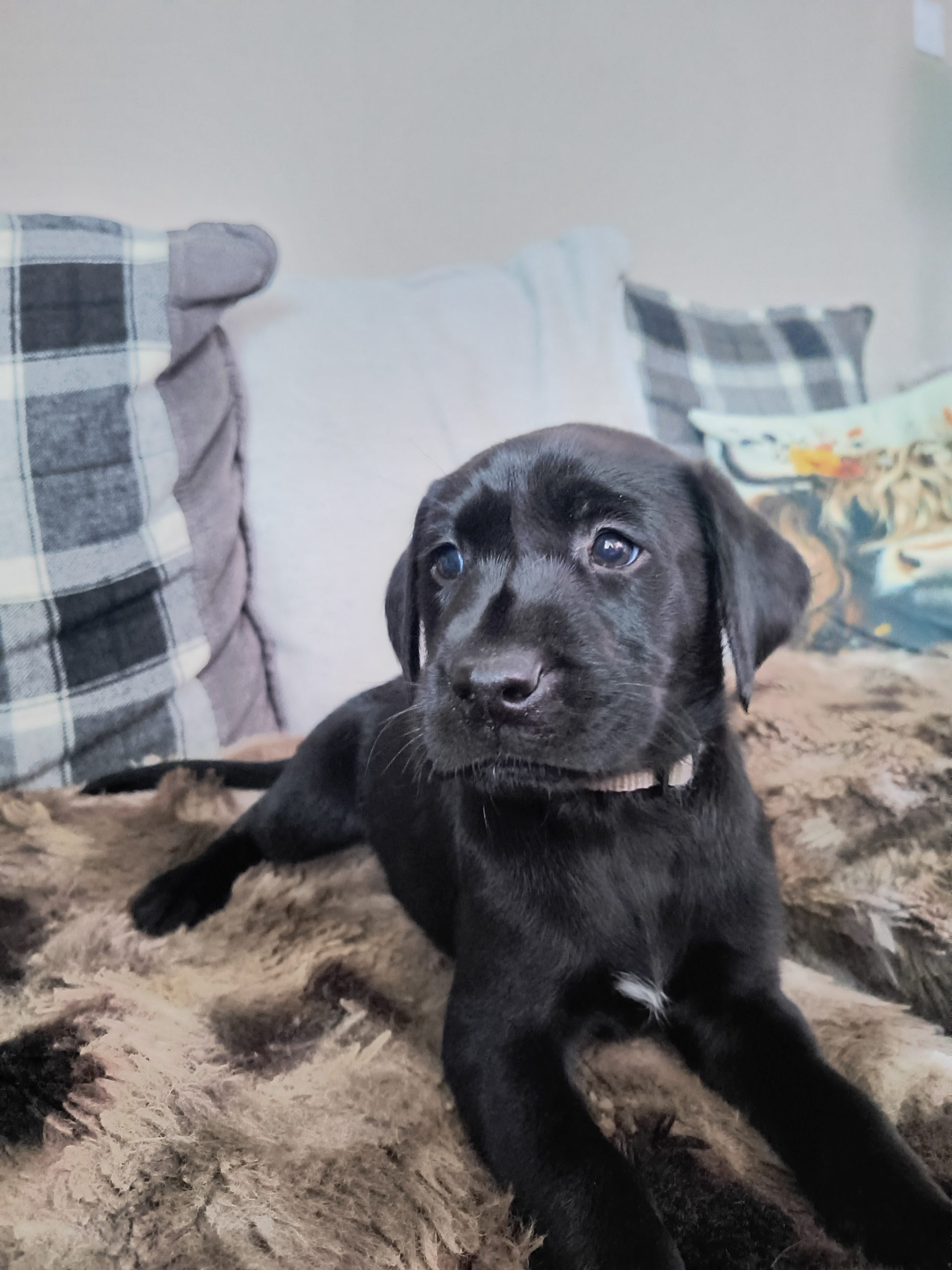 FTW KC registered working Labrador puppies black and yellow
