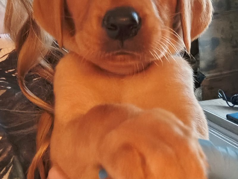 FTW KC registered working Labrador puppies black and yellow