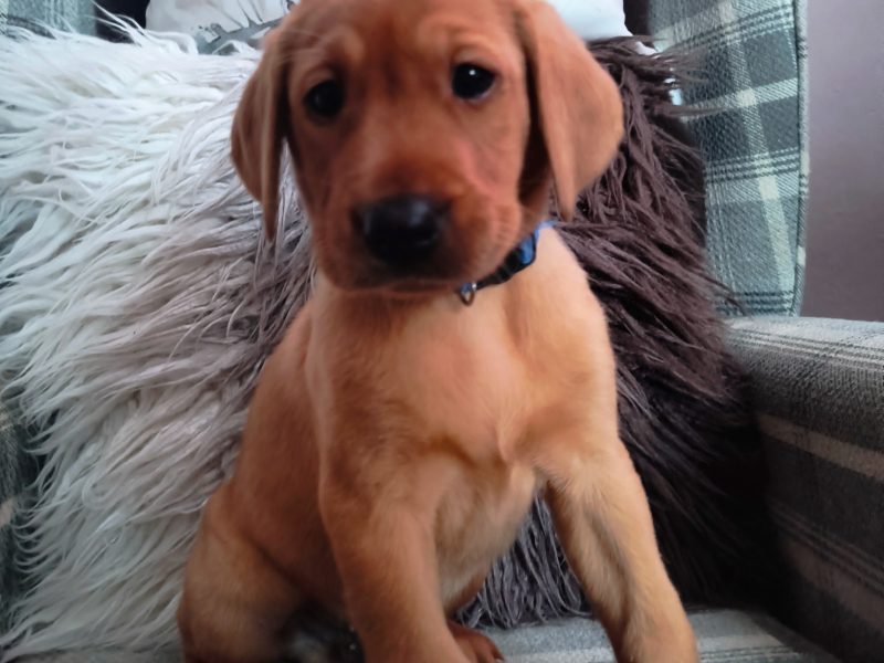 FTW KC registered working Labrador puppies black and yellow
