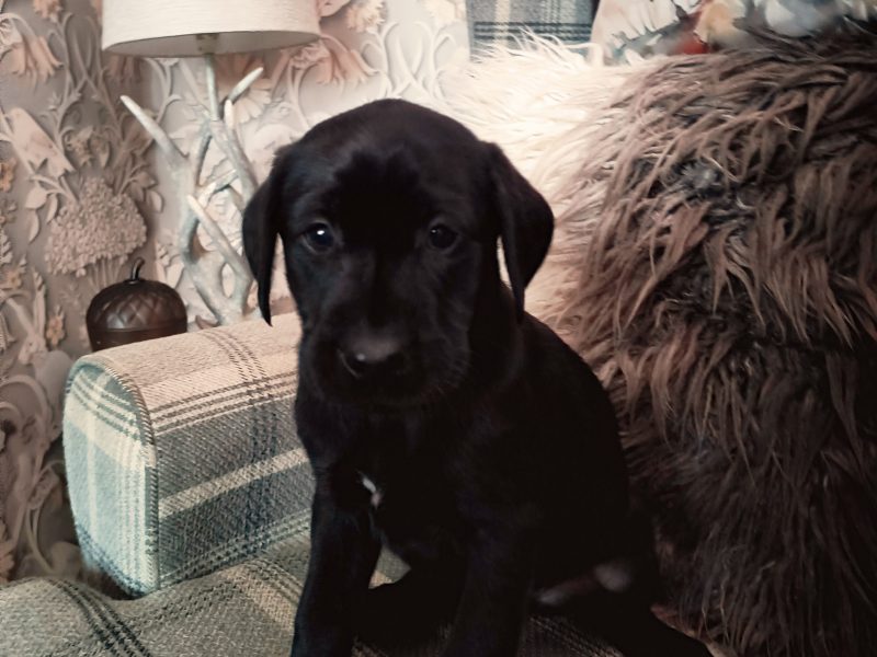 FTW KC registered working Labrador puppies black and yellow