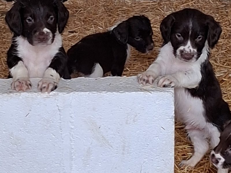 Working English Springer Spaniel Puppies